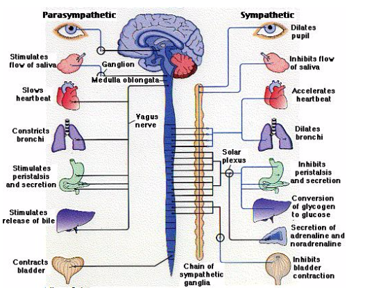 symp-and-para-chart