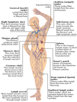 The Lymphatic System Functions